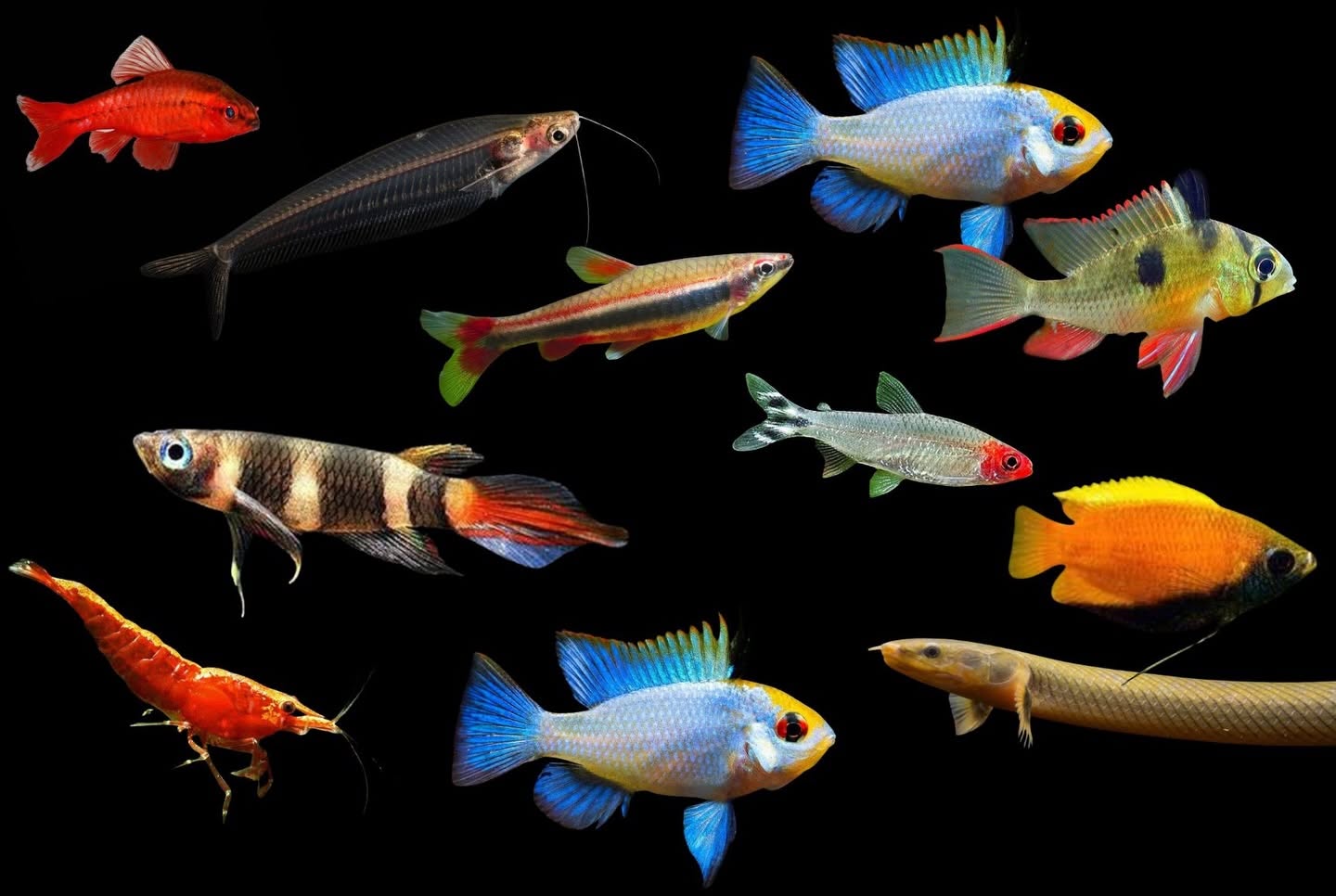 Seahorse Aquatics Dublin