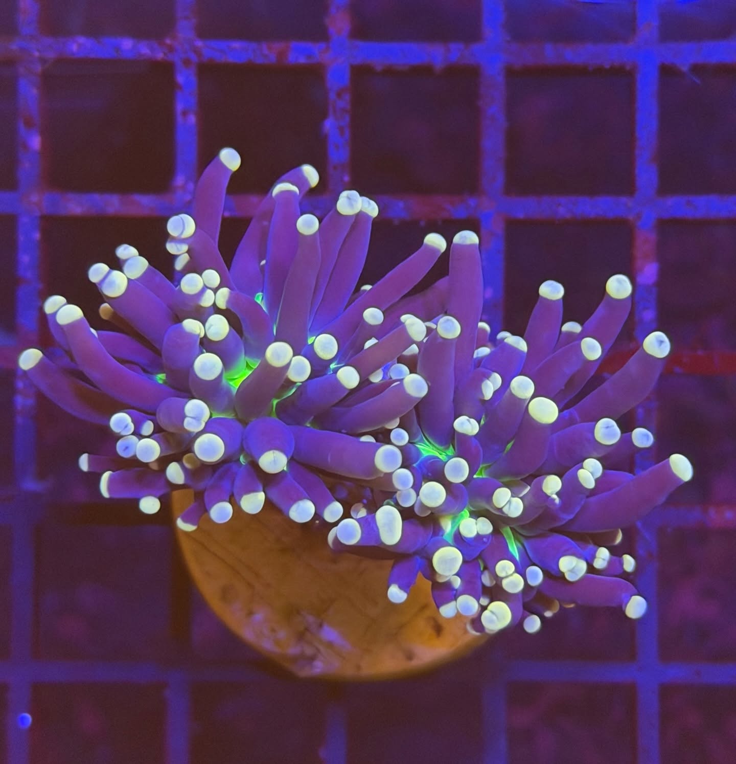 Seahorse Aquatics