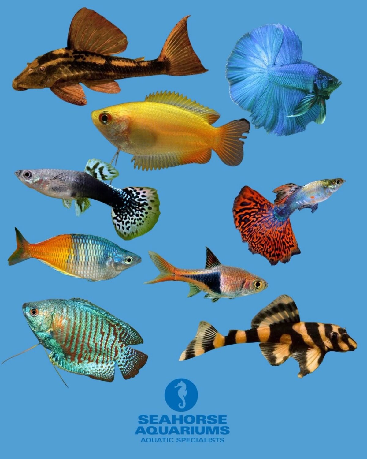 Seahorse Aquarium Pet Store Dublin Ireland