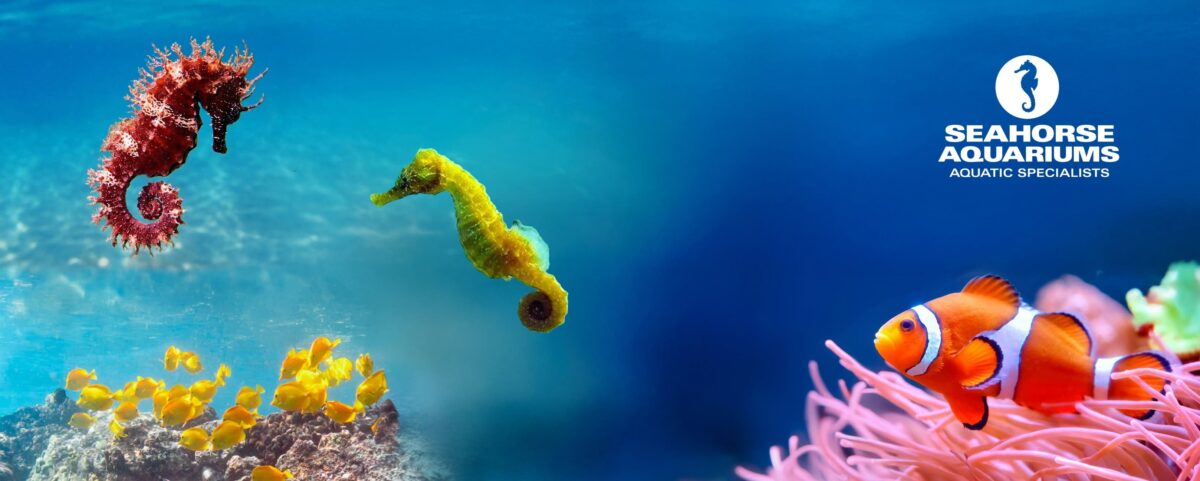 Seahorse Aquatics. fish shop