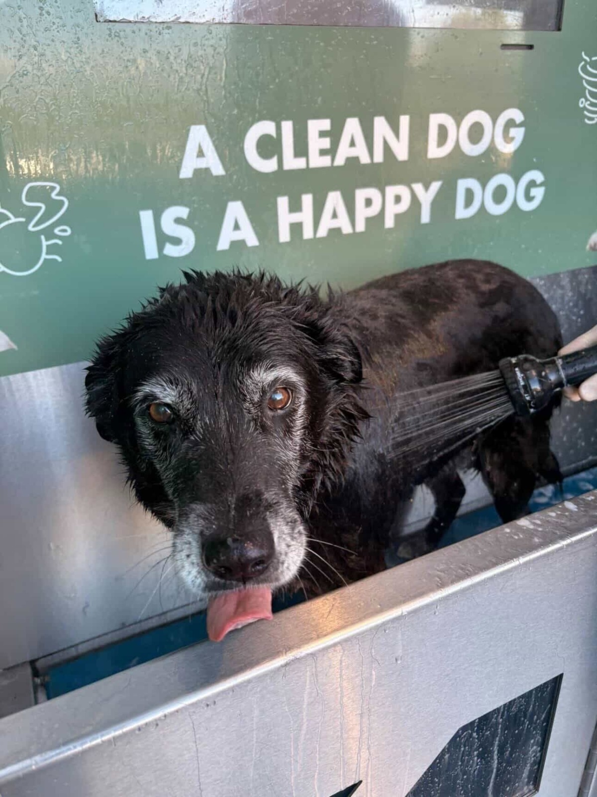 Bubbles Dog wash Sallins Naas Dublin