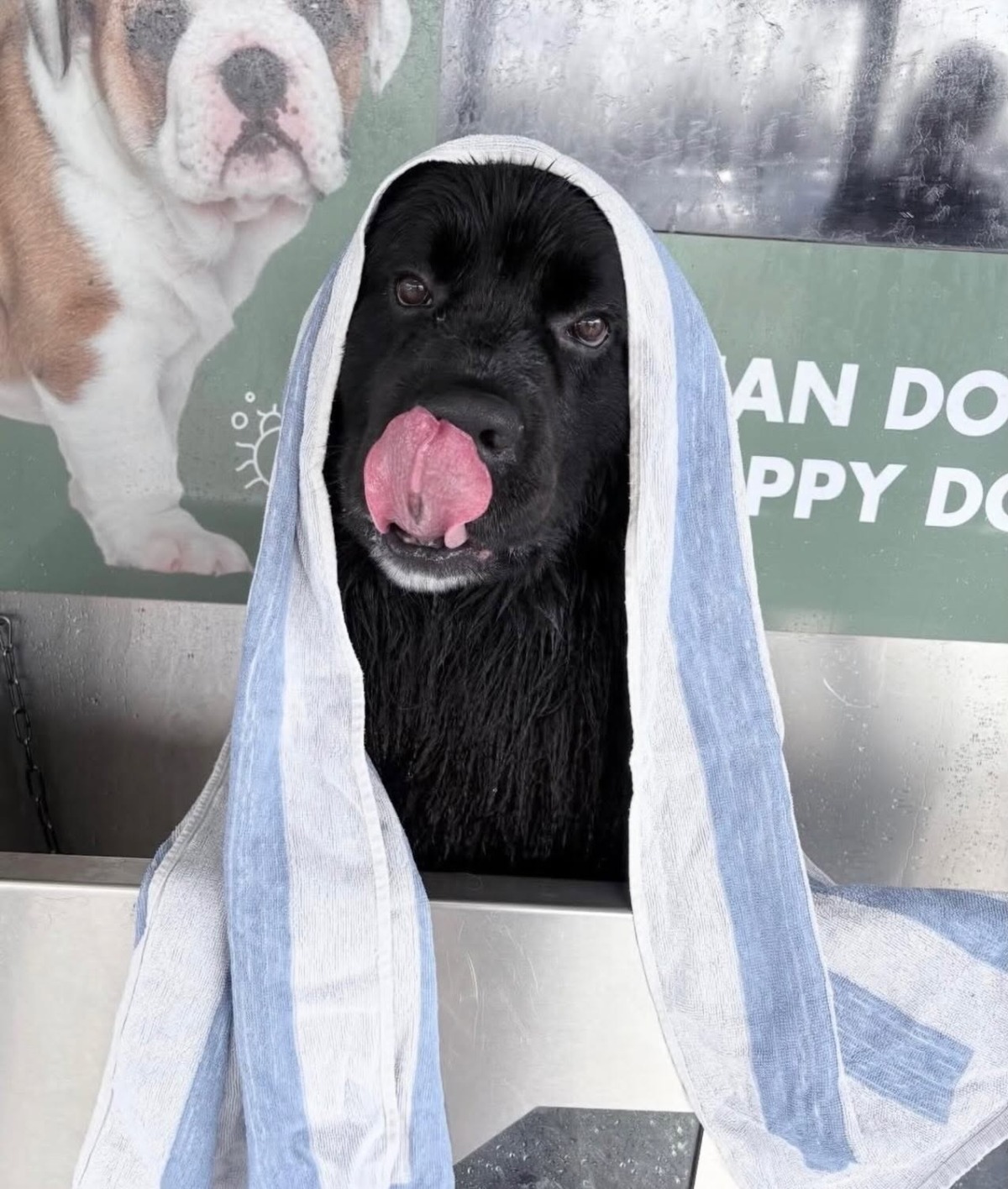 Bubbles Dog Wash – Sallins County Kildare