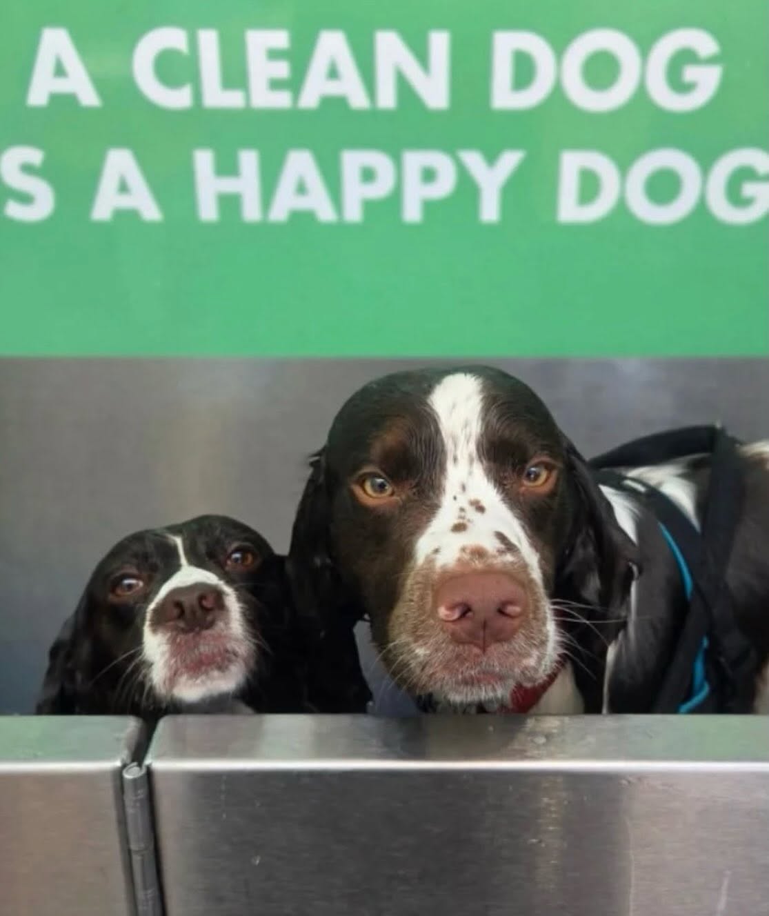 Bubbles Dog wash Sallins Co Kildare